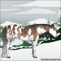 Horse Color:Brown Splash Appaloosa 