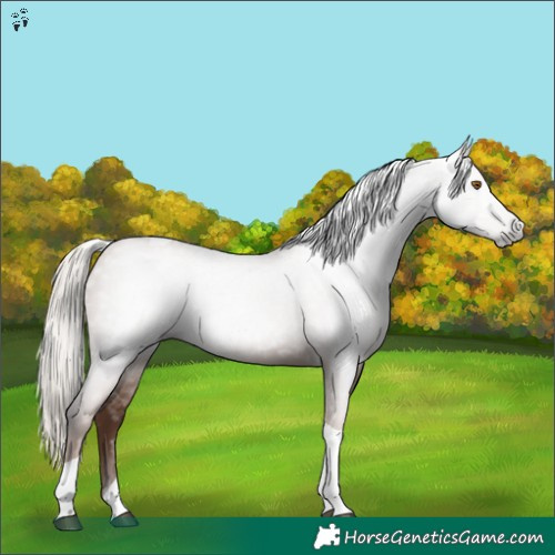Horse Color:Gray Silver Black Pearl Tobiano 