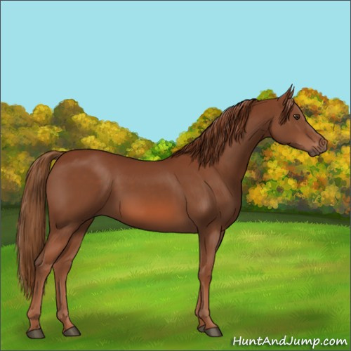 Horse Color:Chestnut 