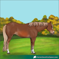Horse Color:Chestnut 