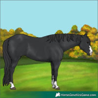 Horse Color:Black 