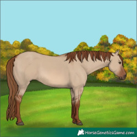Horse Color:Red Dun 