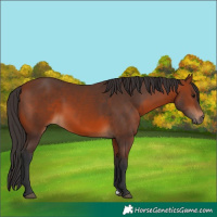 Horse Color:Bay 