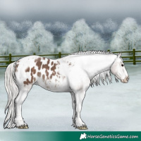 Horse Color:Silver Black Tobiano Frame Appaloosa 