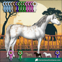 Horse Color:Gray White Spotted Silver Bay Dun Sabino Rabicano 