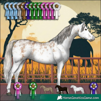 Horse Color:Gray White Spotted Silver Bay Dun Sabino Rabicano 