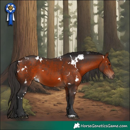 Horse Color:White Spotted Bay 