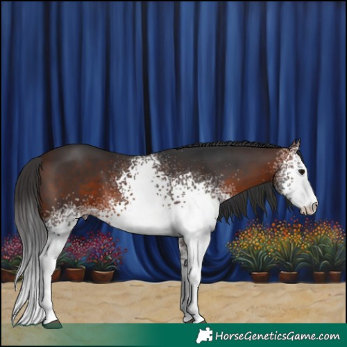 Horse Color:White Spotted Brown Sabino 