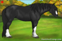 Horse Color:Gray Black 