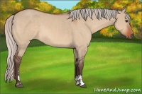 Horse Color:Silver Brown Dun Sabino 
