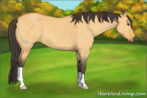 Horse Color:Buckskin Dun 