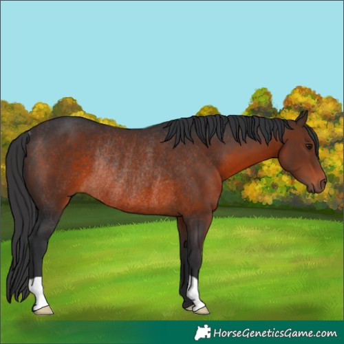 Horse Color:Brown Rabicano 