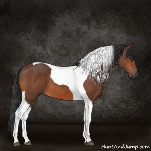 Horse Color:Bay Tobiano 