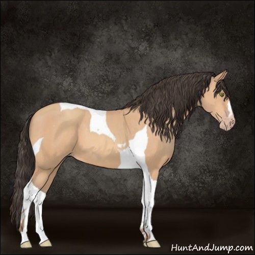 Horse Color:Amber Champagne Tobiano 