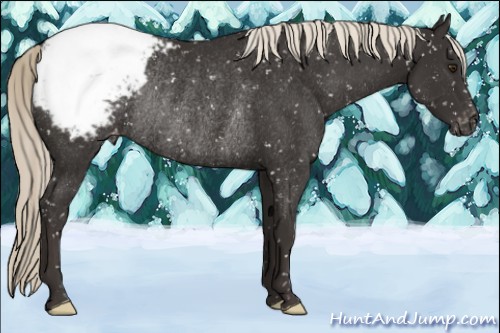 Horse Color:Liver Chestnut Mushroom Appaloosa Rabicano 