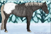 Horse Color:Liver Chestnut Mushroom Appaloosa Rabicano