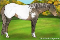 Horse Color:Chocolate Palomino Mushroom Appaloosa 
