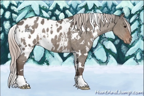 Horse Color:White Spotted Silver Grullo Near Leopard