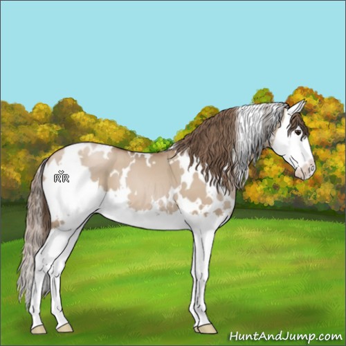 Horse Color:White Spotted Grullo Pearl Splash