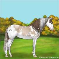Horse Color:White Spotted Grullo Pearl Splash 