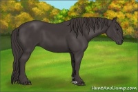 Horse Color:Smoky Black 