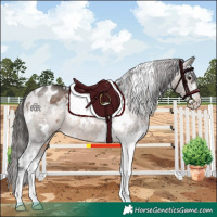 Horse Color:White Spotted Brown Dun Sabino Appaloosa Rabicano 