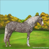 Horse Color:Liver Chestnut Mushroom Appaloosa 