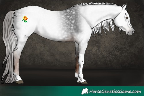 Horse Color:Gray Liver Chestnut Tobiano