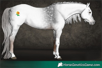 Horse Color:Gray Liver Chestnut Tobiano 