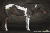 Horse Color:Liver Chestnut Sabino Tobiano 