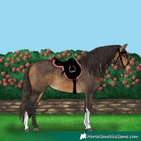 Horse Color:Buckskin Tobiano 