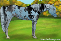 Horse Color:ERROR: UNKNOWN ANOMALY