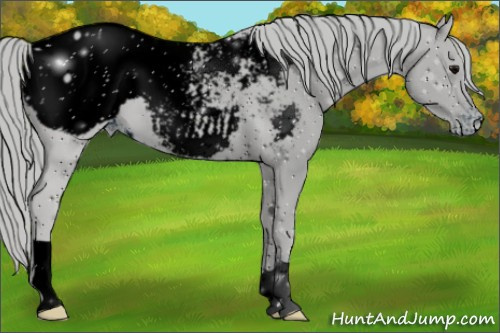 Horse Color:ERROR: UNKNOWN ANOMALY