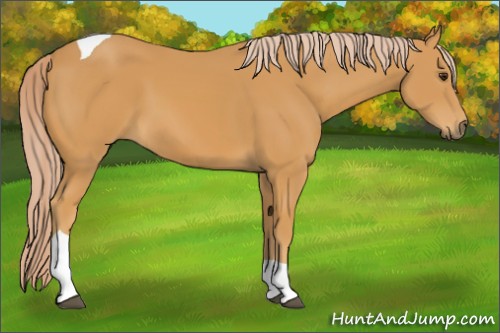 Horse Color:Palomino Tobiano 