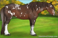 Horse Color:White Spotted Liver Chestnut 