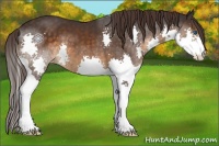 Horse Color:Buckskin Splash Varnish 