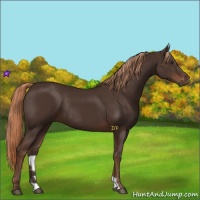 Horse Color:Liver Chestnut Rabicano 