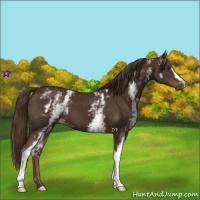 Horse Color:White Spotted Liver Chestnut 