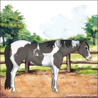 Horse Color:Black Sabino Tobiano Varnish 