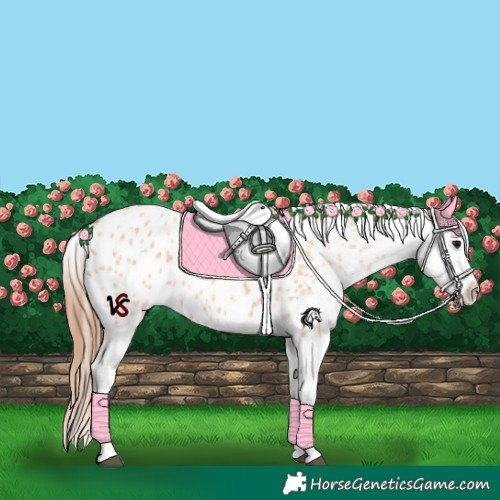 Horse Color:Bay Dun Appaloosa 