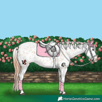 Horse Color:Bay Dun Appaloosa 