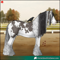Horse Color:White Spotted Smoky Grullo Splash