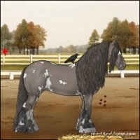 Horse Color:White Spotted Grullo Appaloosa 