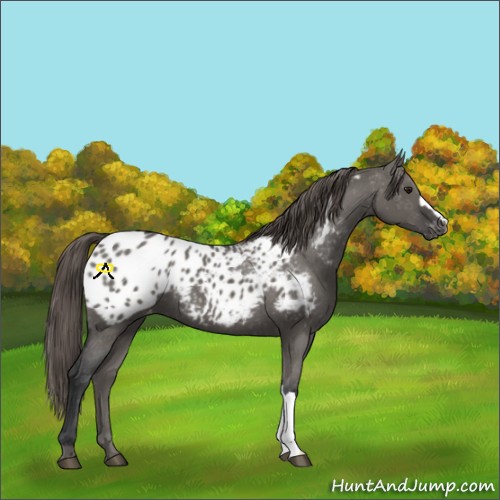 Horse Color:Grullo Blanket 