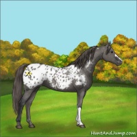 Horse Color:Grullo Appaloosa 