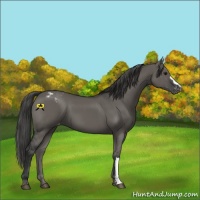 Horse Color:Grullo Varnish 