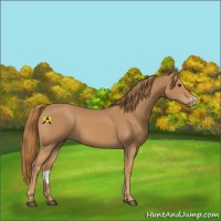 Horse Color:Chestnut Frame