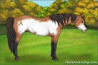Horse Color:Bay Frame 