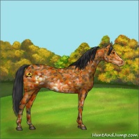 Horse Color:Bay Frame 