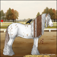 Horse Color:White Spotted Red Dun Splash Appaloosa